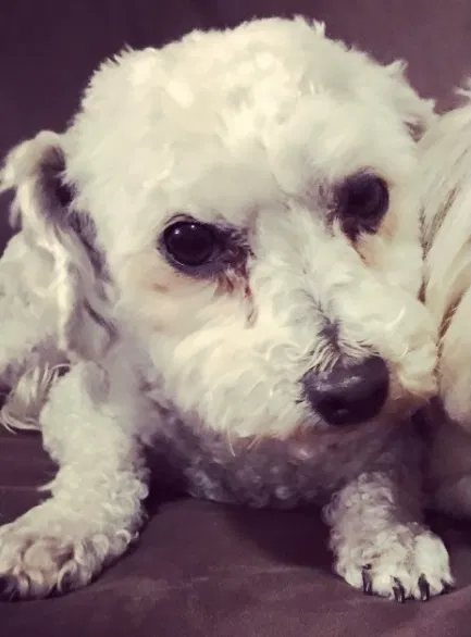Lost dog in Rio Rancho, NM, 87124