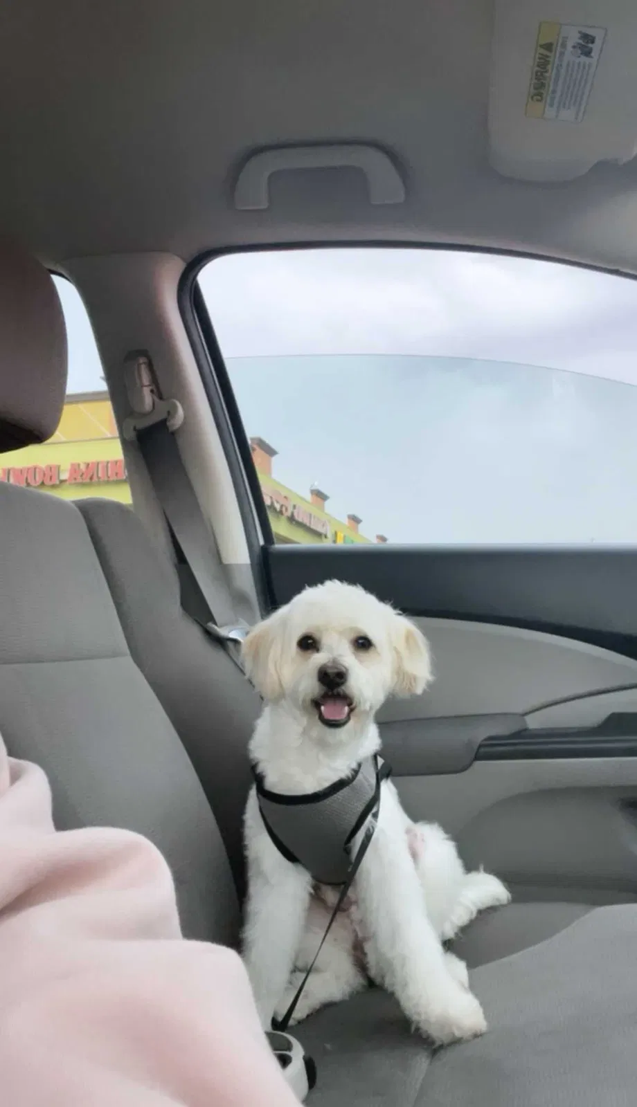 Lost dog in Compton, CA, 90222