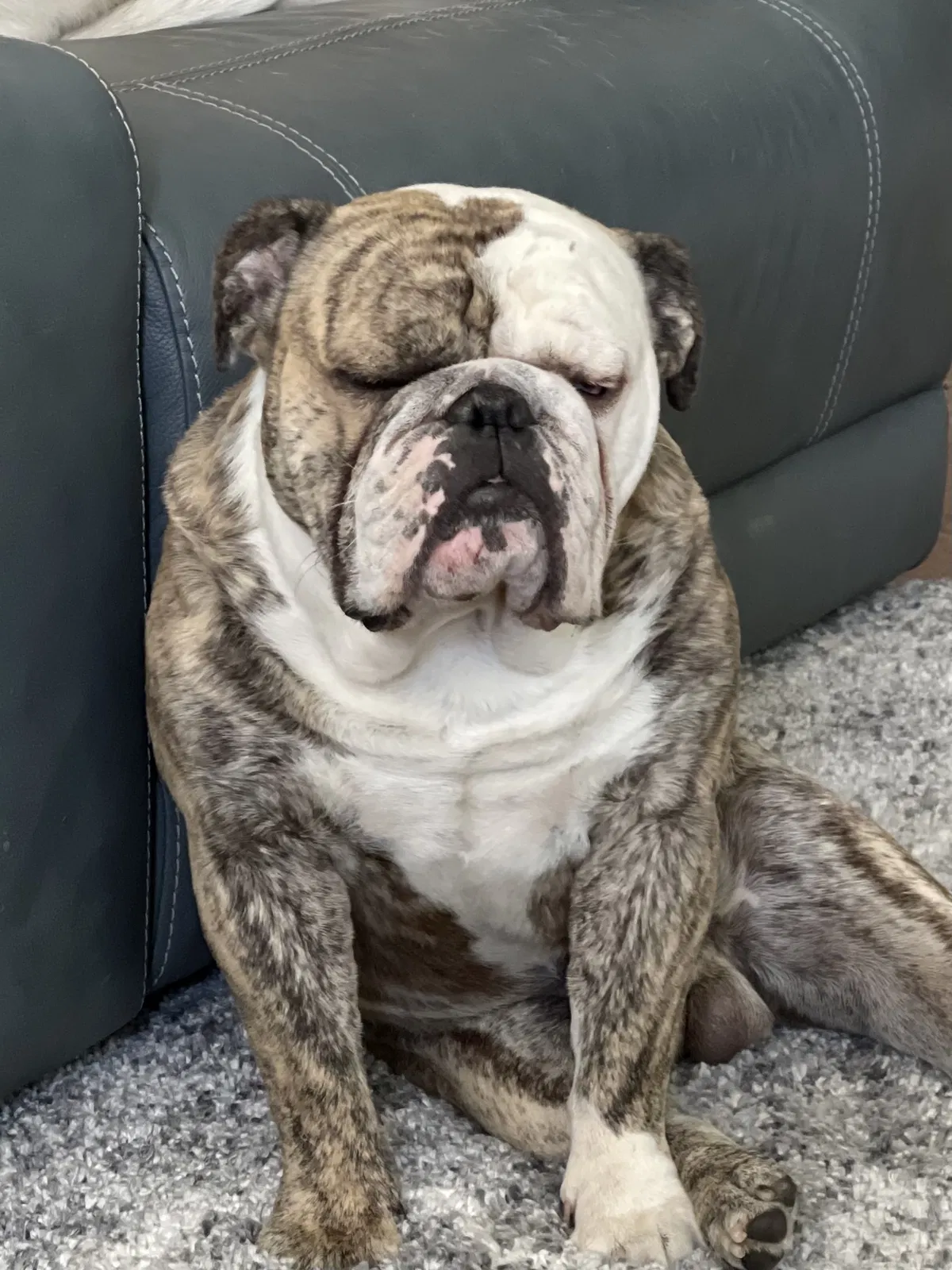 Lost dog in Las Vegas, NV, 89148