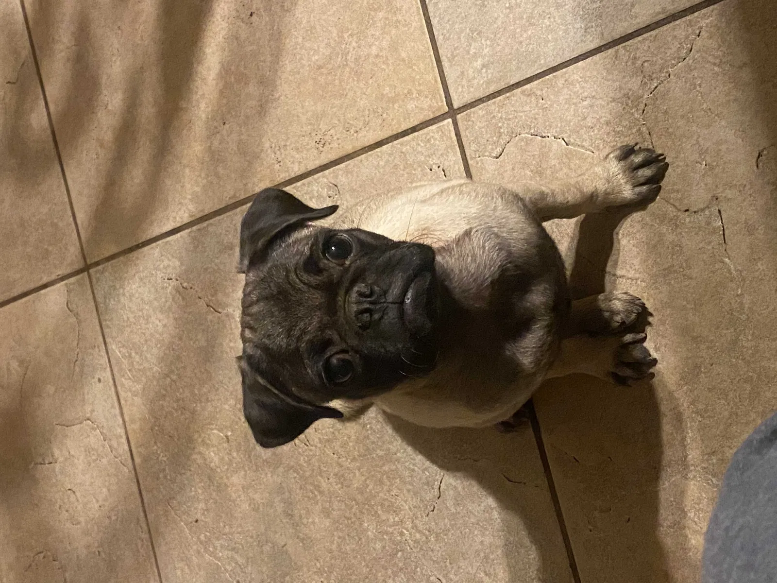 Lost dog in Phoenix, AZ, 85031