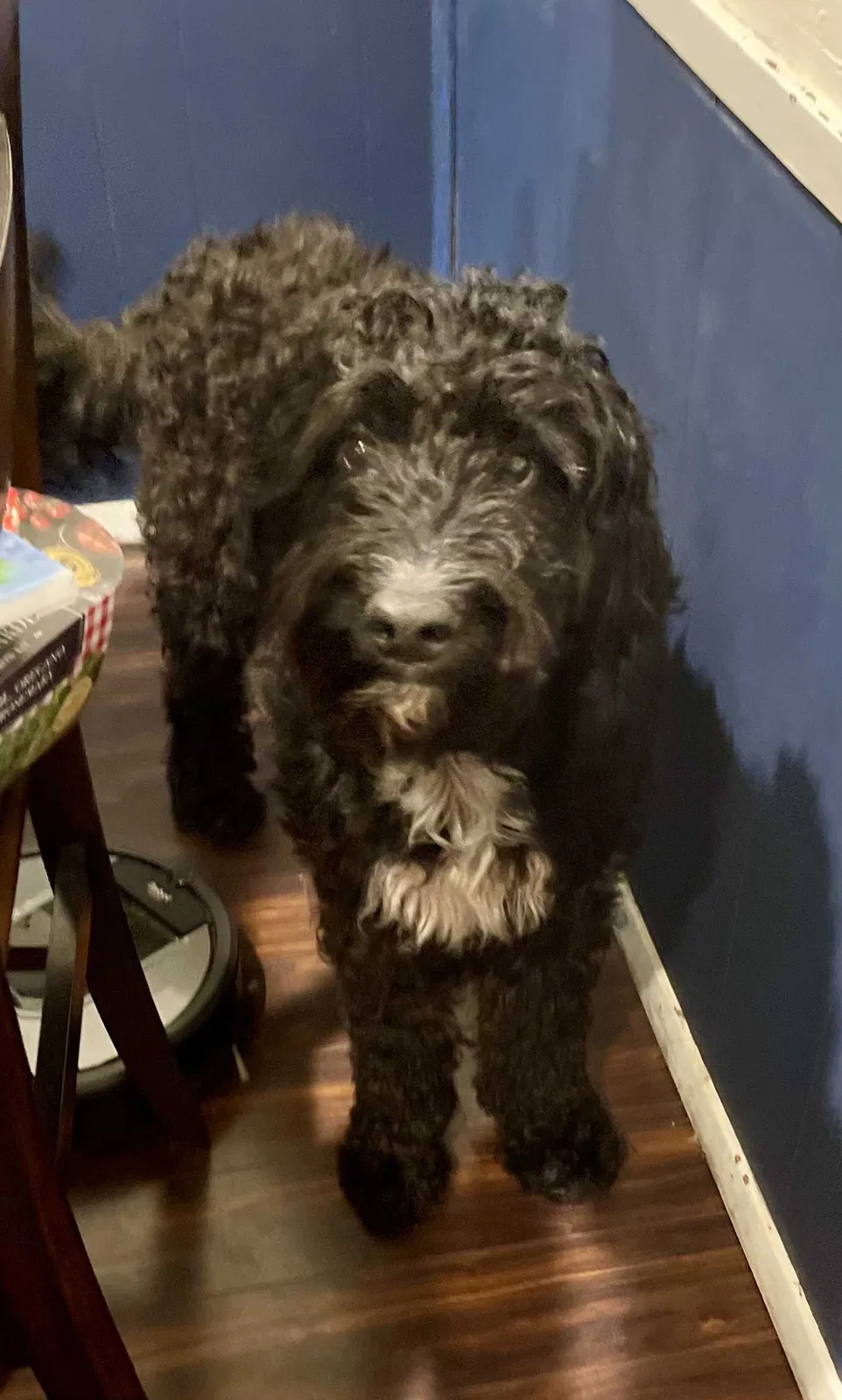 Lost dog in Fort Worth, TX, 76116