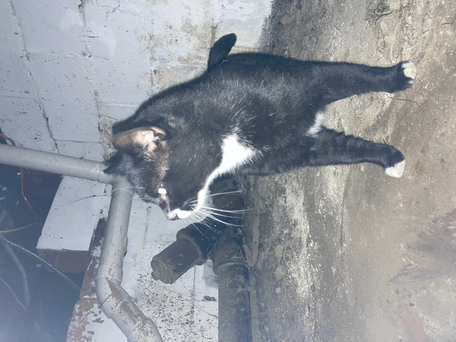 Found cat in Canton, OH, 44704
