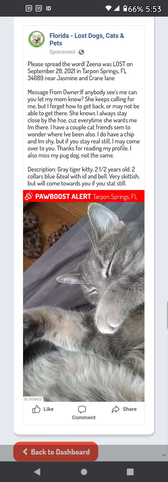 Lost cat in Tarpon Springs, FL, 34689