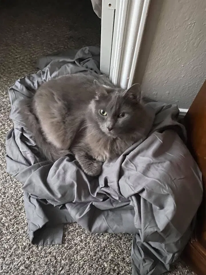 Lost cat in Sherman, TX, 75092