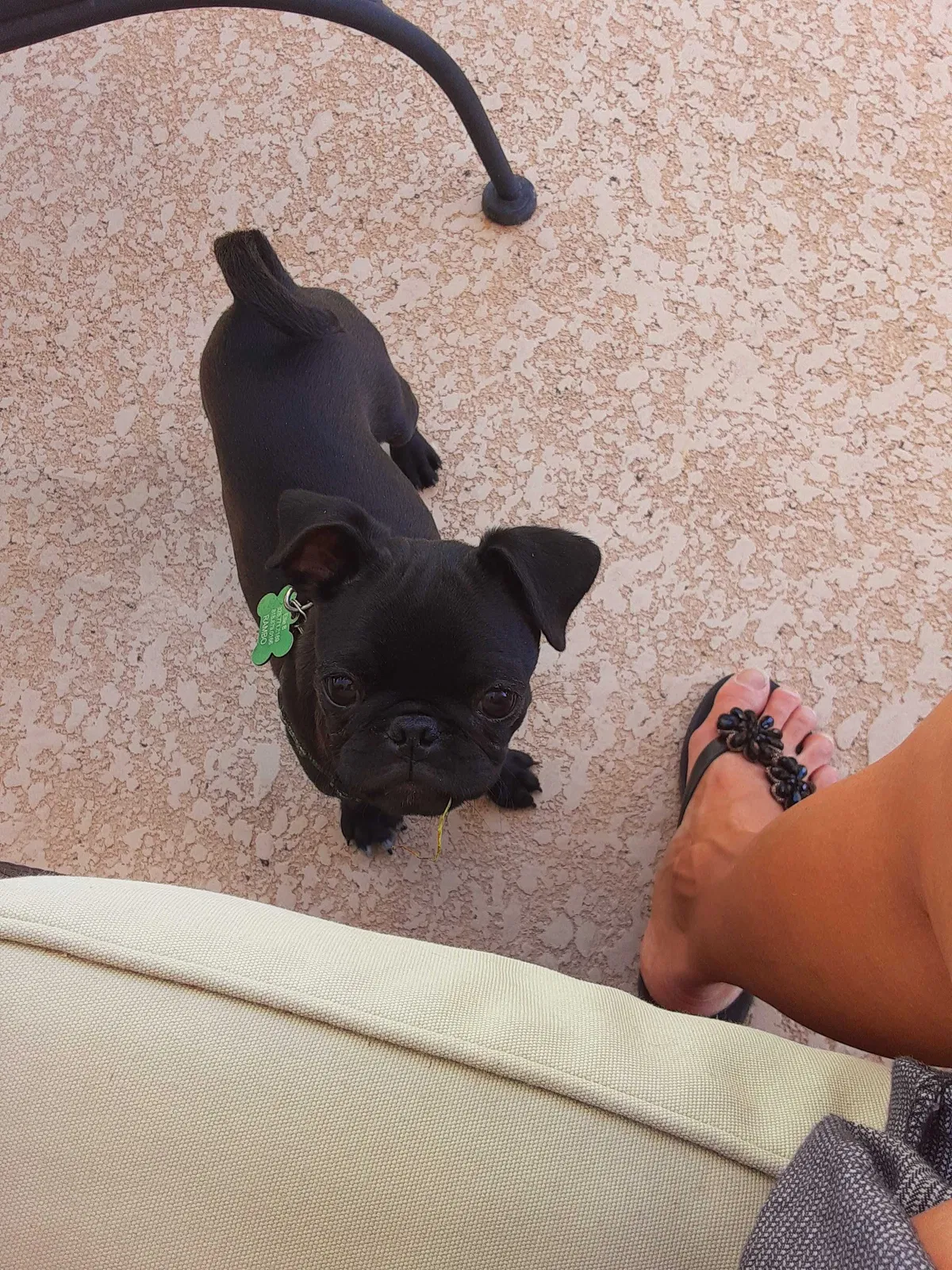 Lost dog in Las Vegas, NV, 89123