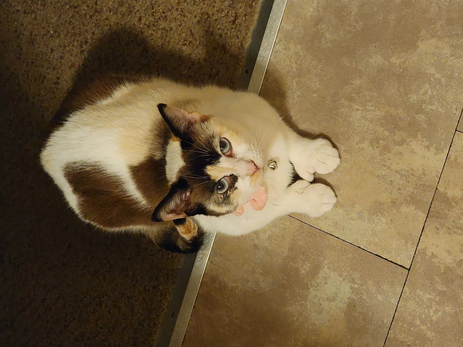 Lost cat in Fort Wayne, IN, 46818