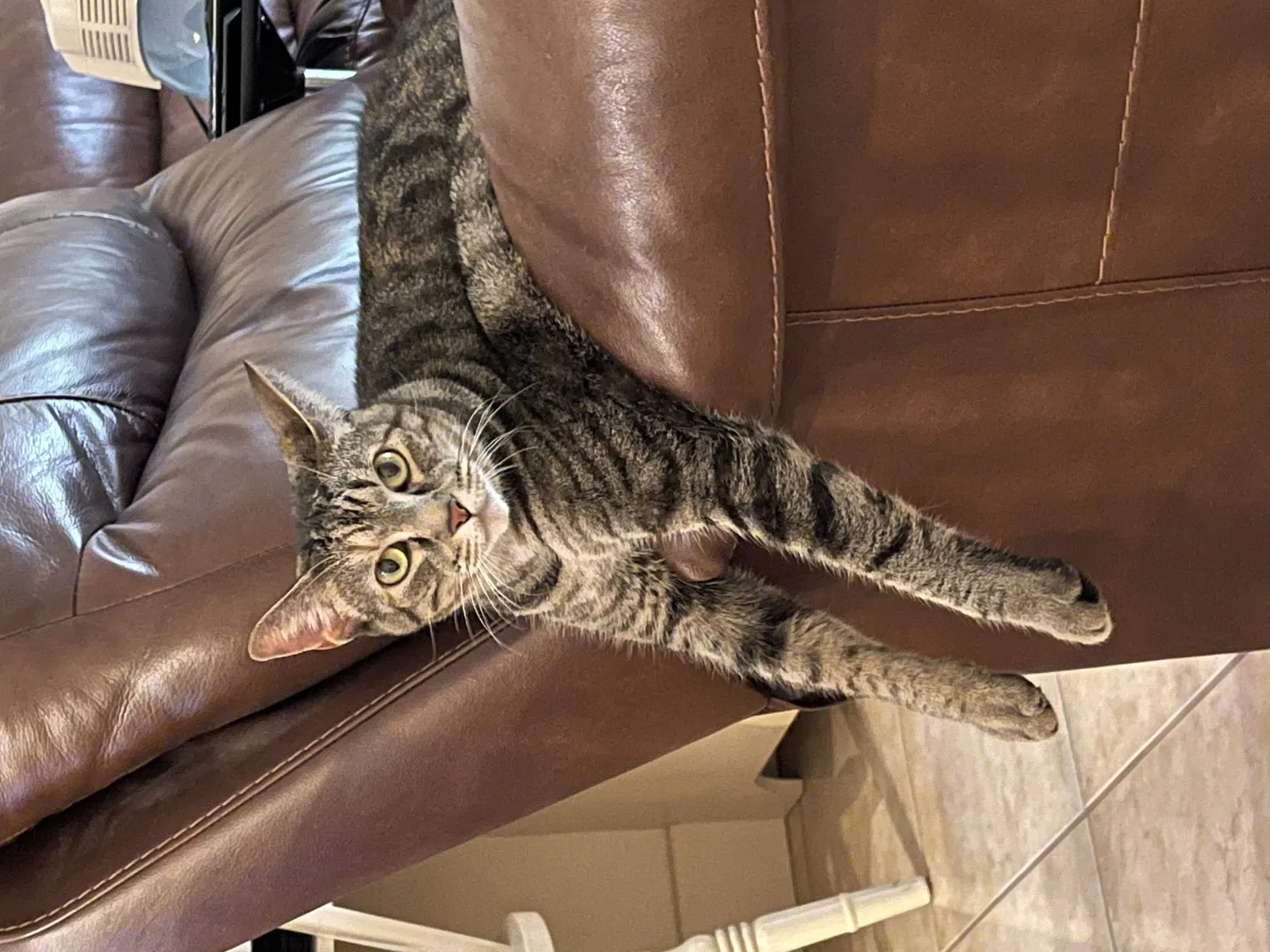 Lost cat in Orlando, FL, 32824