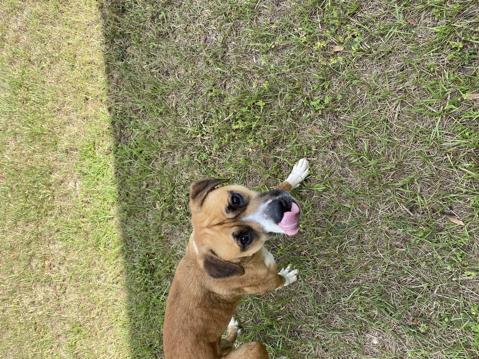 Found dog in Clermont, FL, 34711
