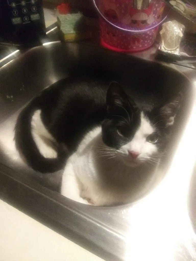 Lost cat in Nashville, TN, 37211