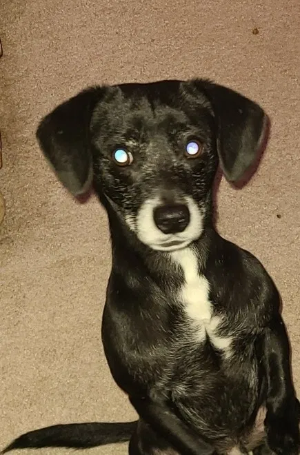 Lost dog in Fresno, CA, 93704