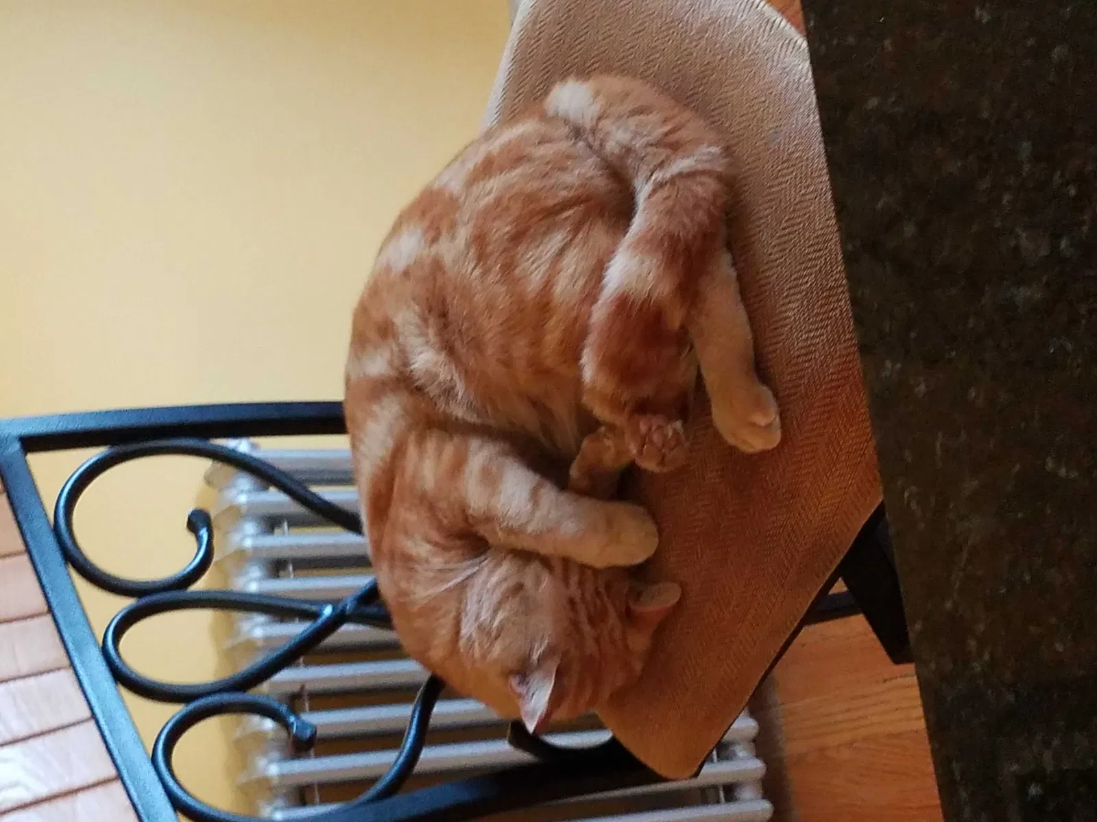 Lost cat in Claremont, NH, 3743