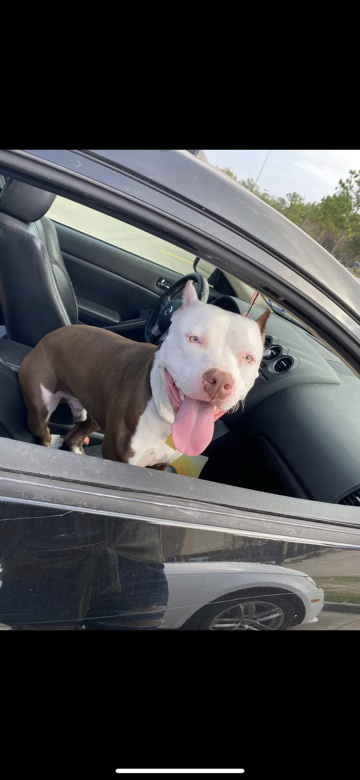 Lost dog in Conroe, TX, 77384