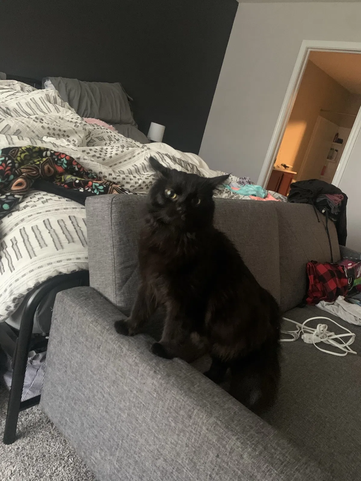 Lost cat in Cincinnati, OH, 45242