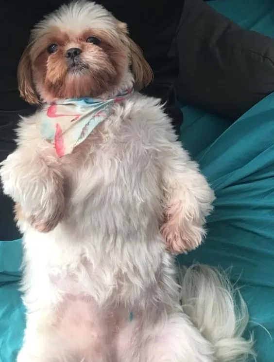 Lost dog in Cleveland, OH, 44104