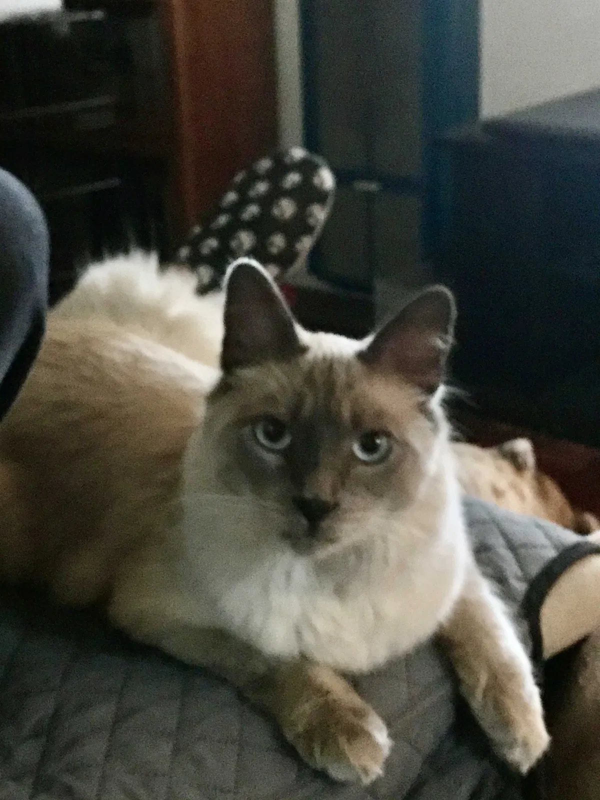 Lost cat in San Diego, CA, 92114