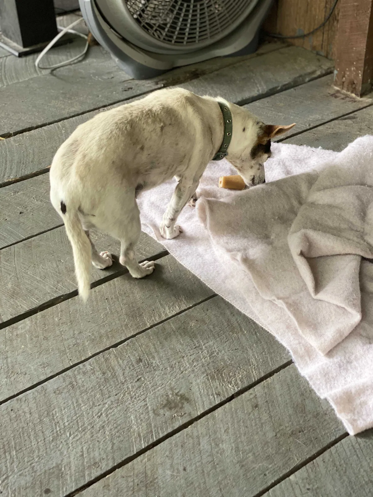 Lost dog in Summertown, TN, 38483