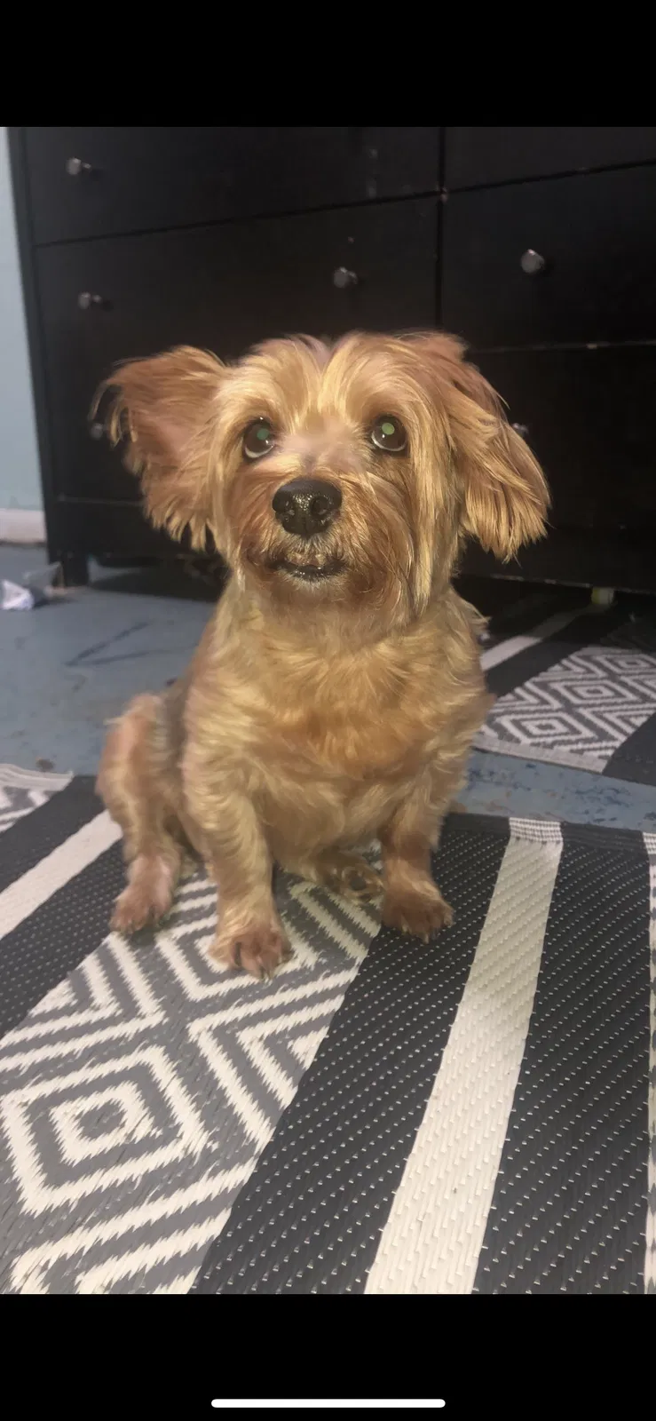 Lost dog in Salina, KS, 67401