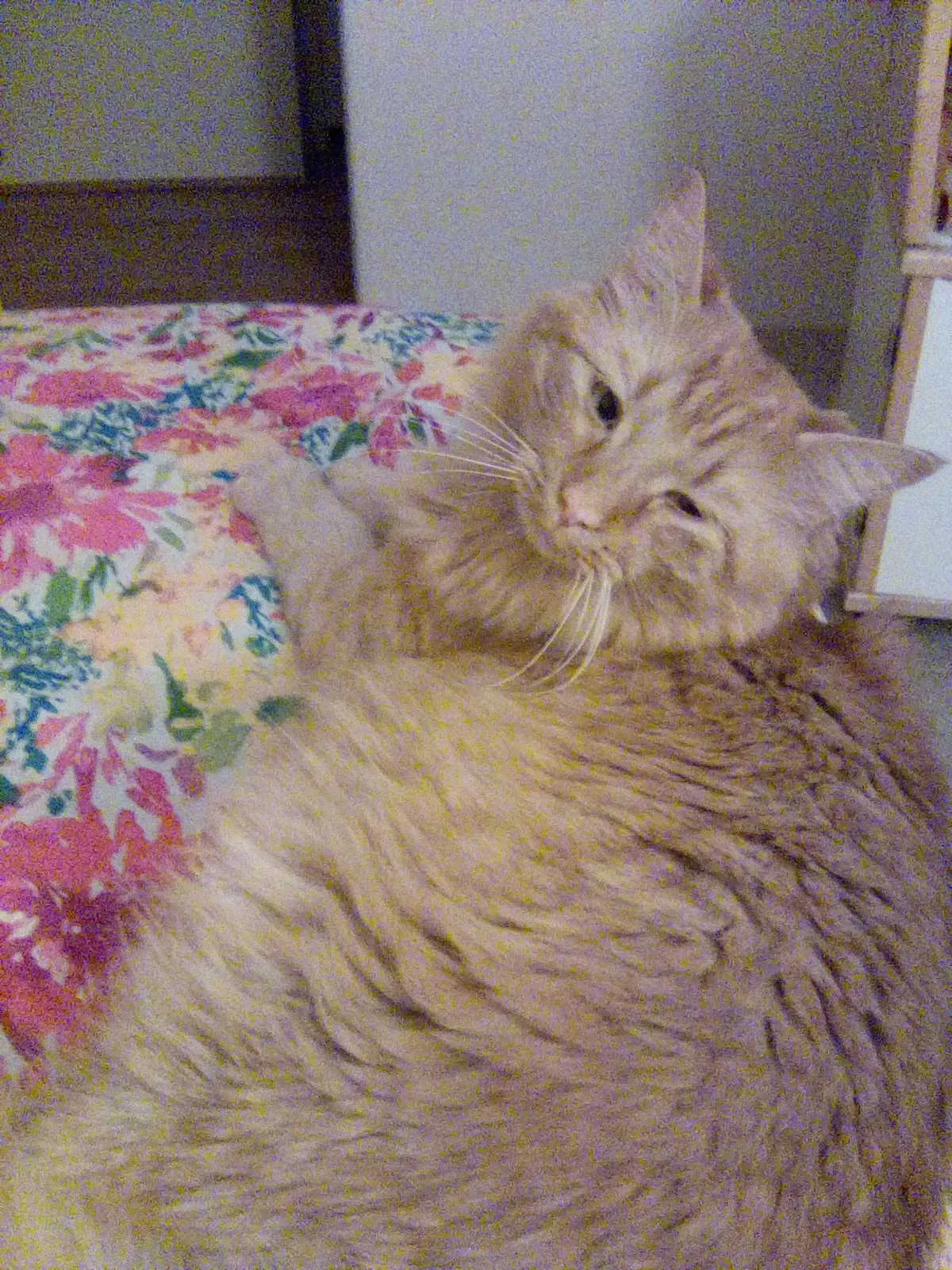 Lost cat in Port Saint Lucie, FL, 34952