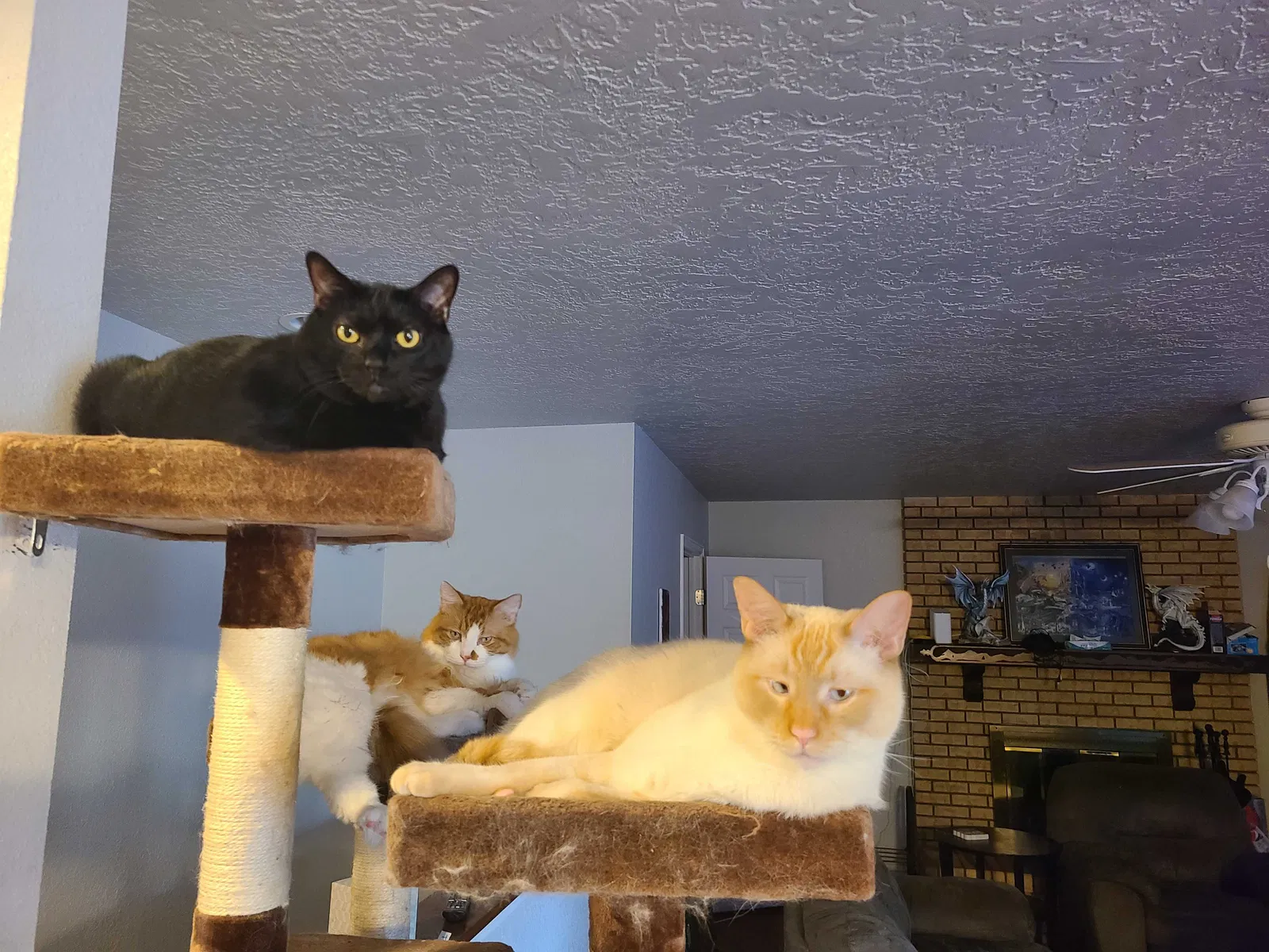 Lost cat in Greeley, CO, 80634