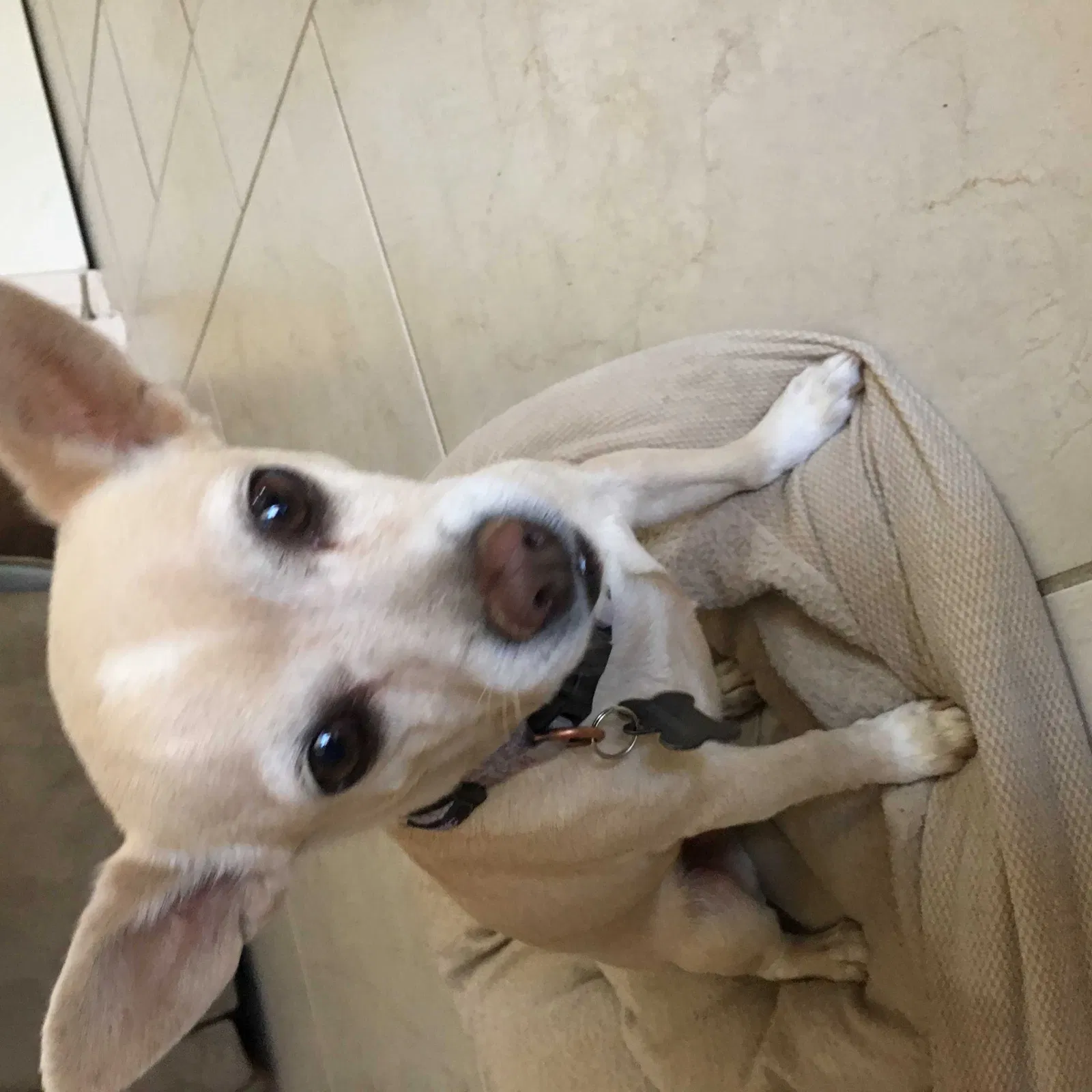 Lost dog in El Paso, TX, 79912