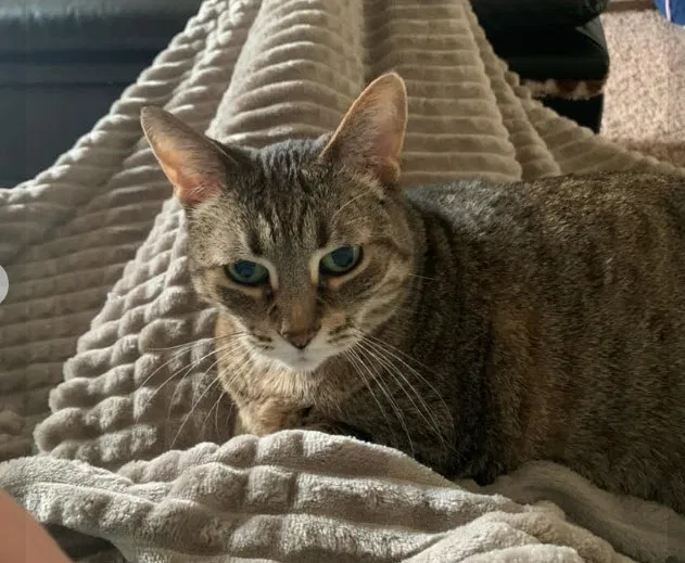 Lost cat in Grandville, MI, 49418