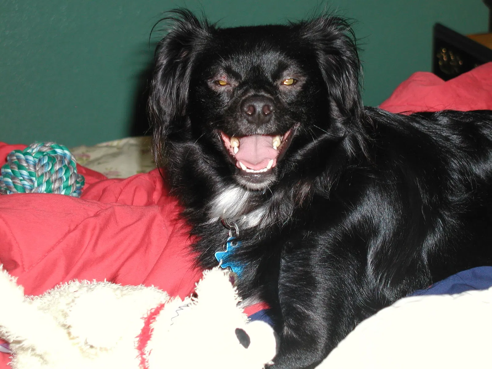 Lost dog in Hutto, TX, 78634
