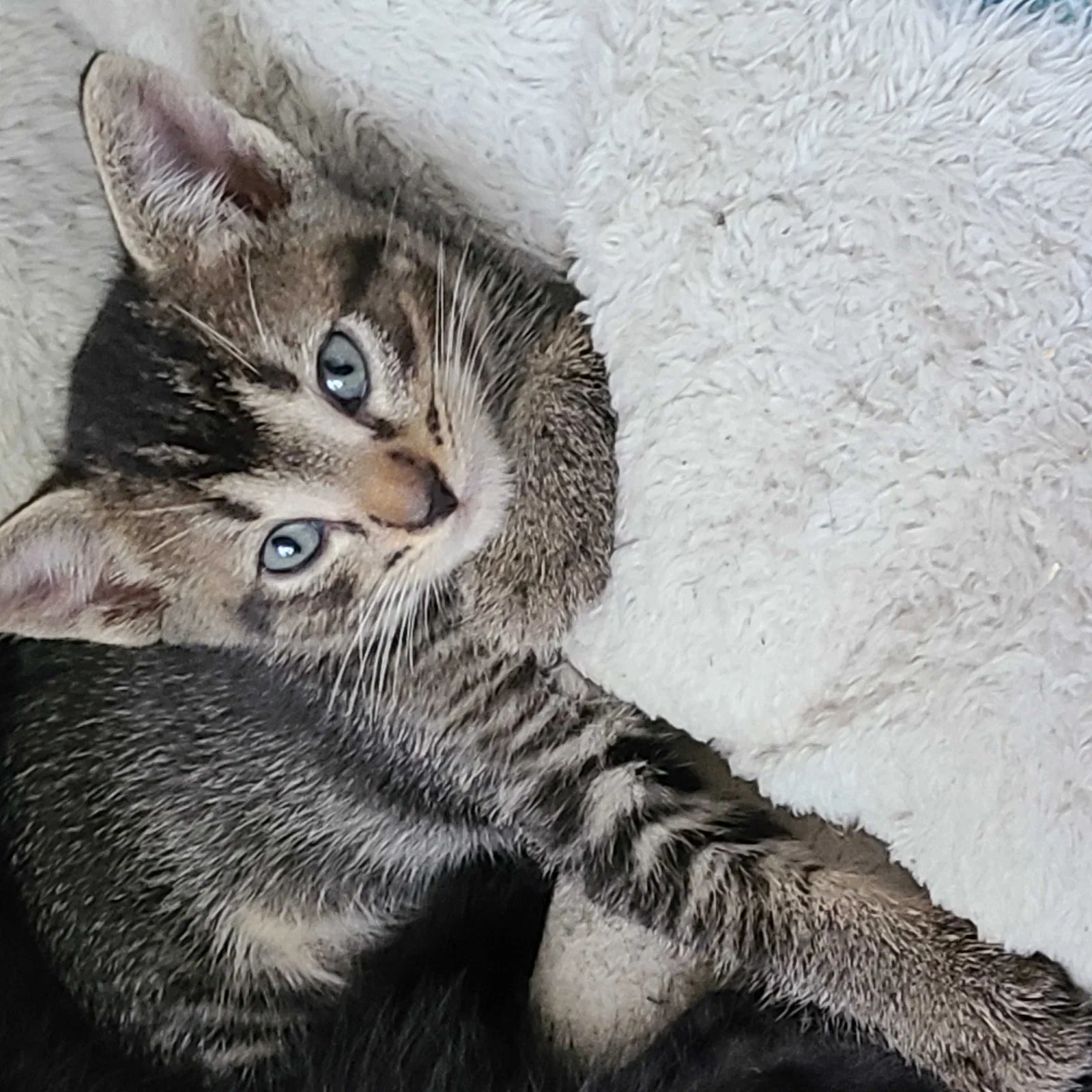 Lost cat in Gainesville, FL, 32605