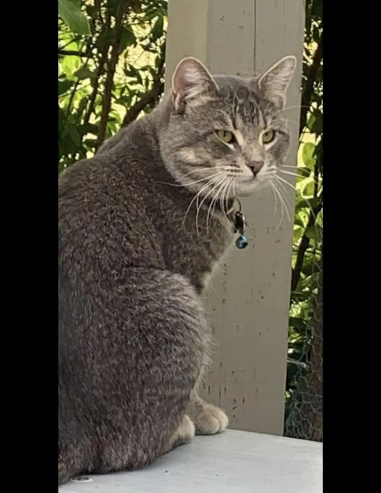 Lost cat in Fairfield, CA, 94534