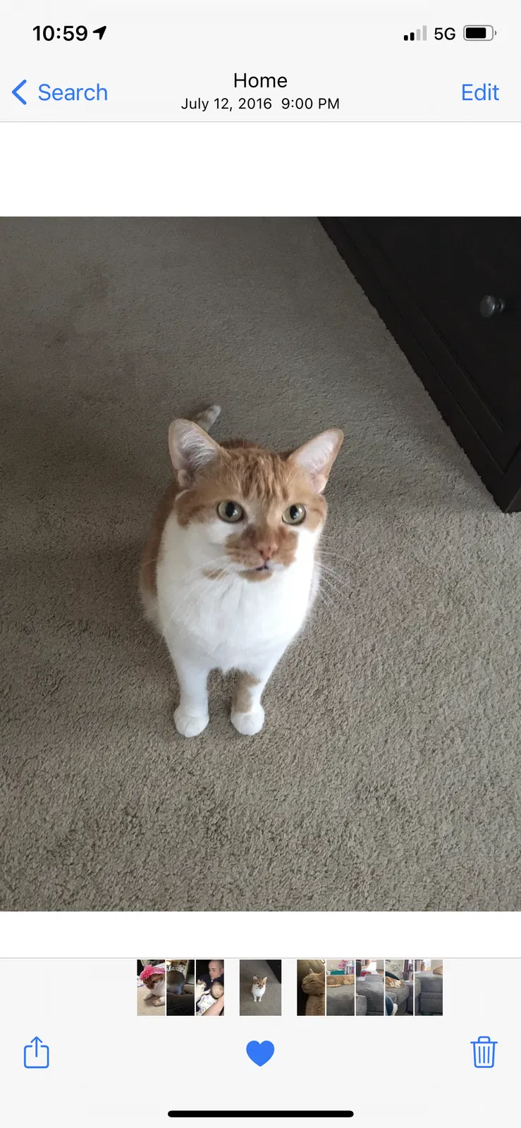 Lost cat in Hugo, MN, 55038