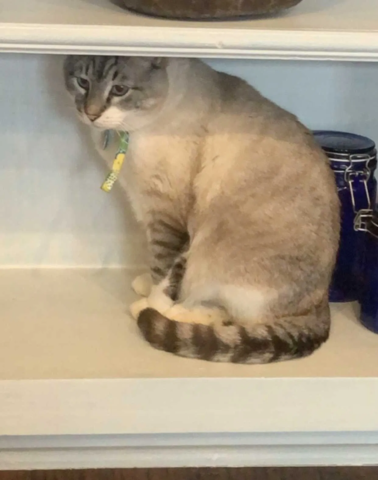 Lost cat in Edmond, OK, 73025