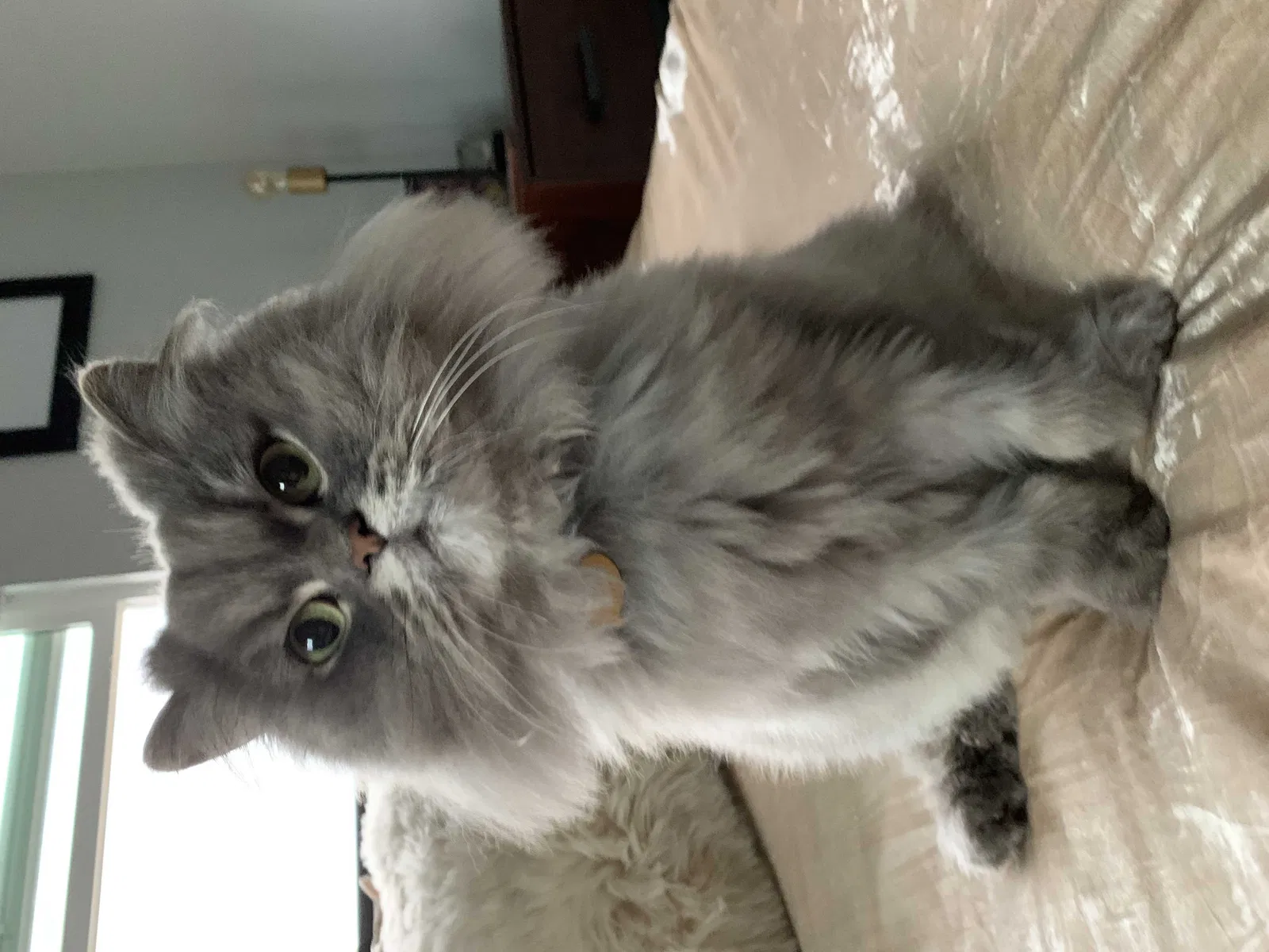 Lost cat in Imperial Beach, CA, 91932