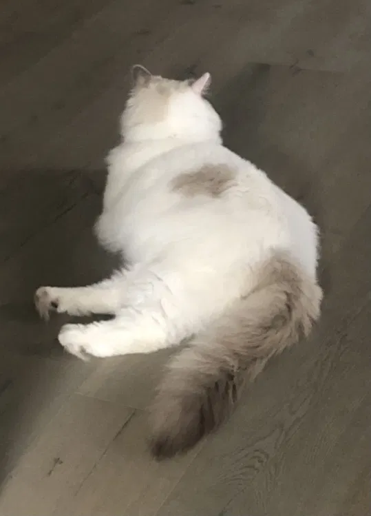 Lost cat in Salinas, CA, 93906