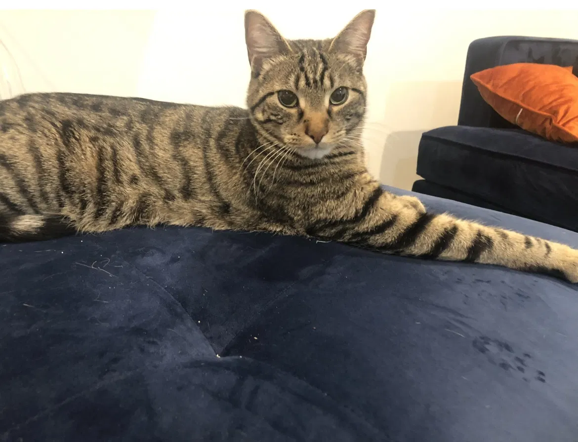 Lost cat in Saint Louis, MO, 63122