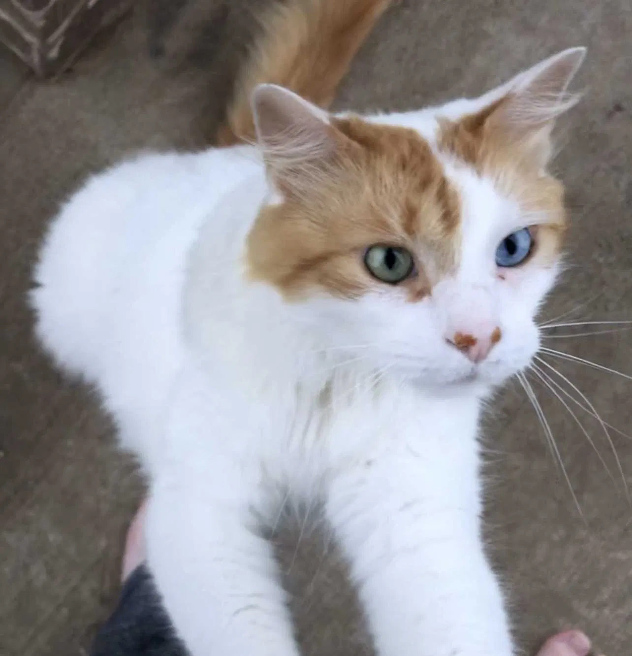 Lost cat in Mckinney, TX, 75071