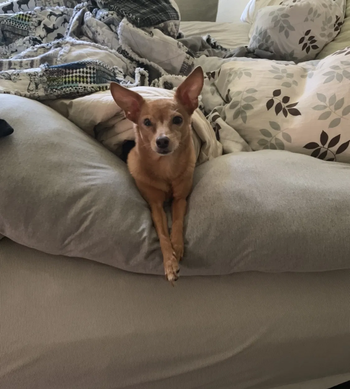 Lost dog in Moorpark, CA, 93021