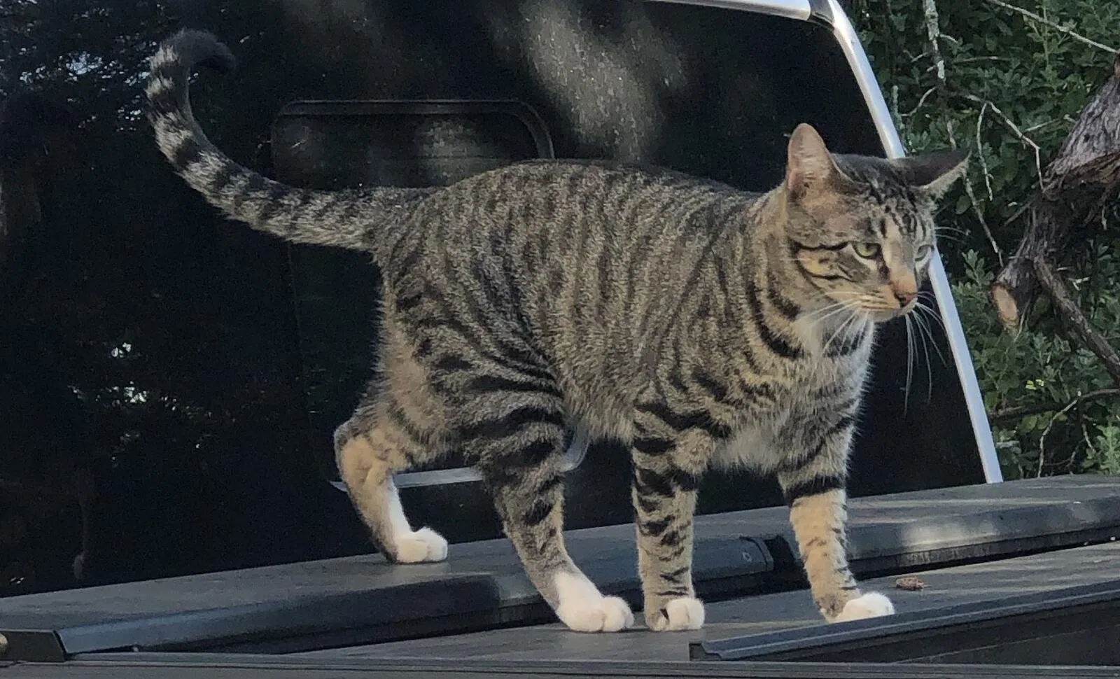Lost cat in Austin, TX, 78759