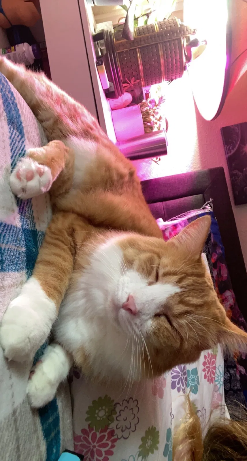 Lost cat in San Antonio, TX, 78260