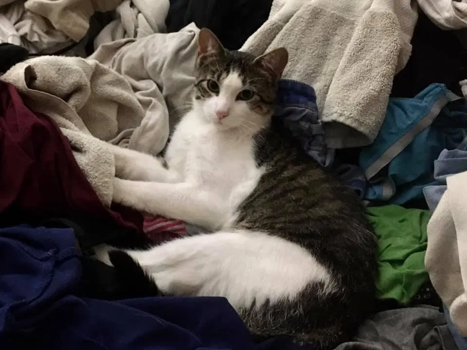 Lost cat in Sparta, NJ, 7871