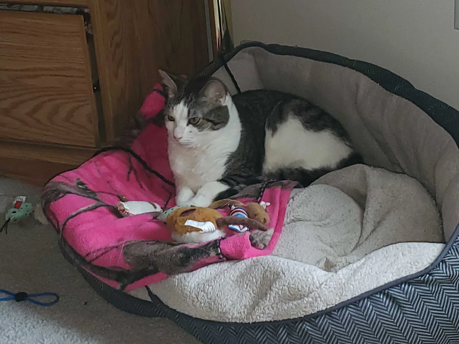 Lost cat in Trenton, OH, 45067
