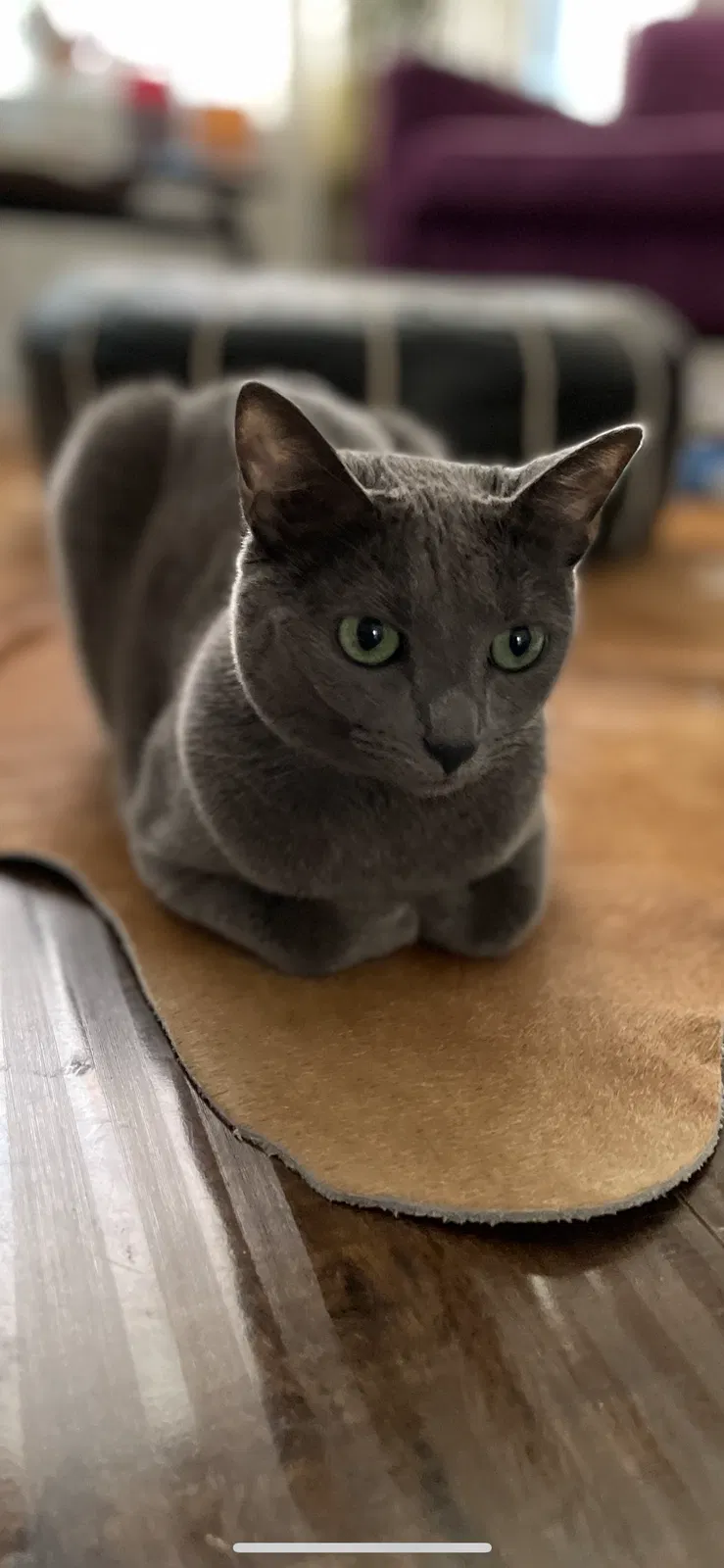 Lost cat in Los Angeles, CA, 90016