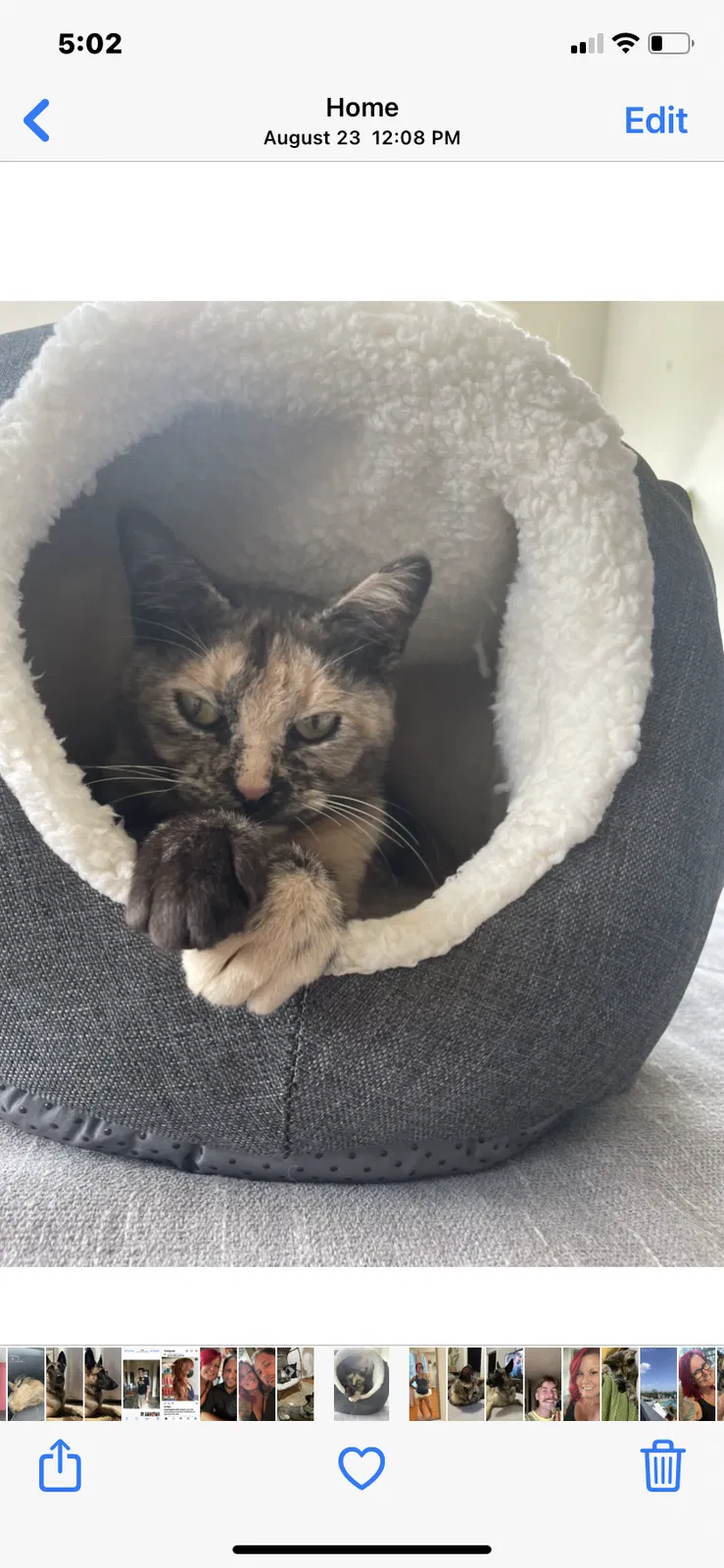 Lost cat in Houston, TX, 77007