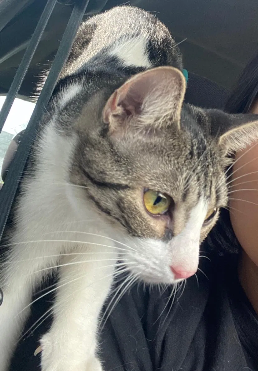 Lost cat in Hidalgo, TX, 78557