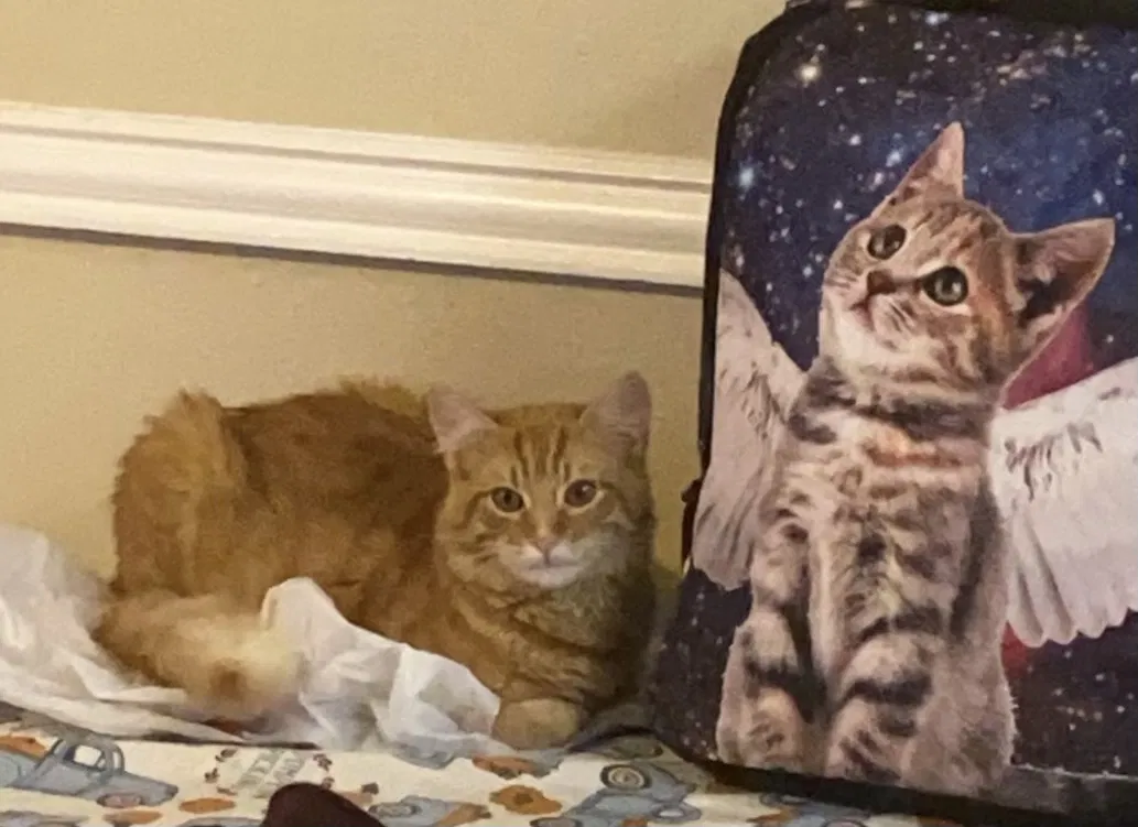 Lost cat in Pasadena, TX, 77503