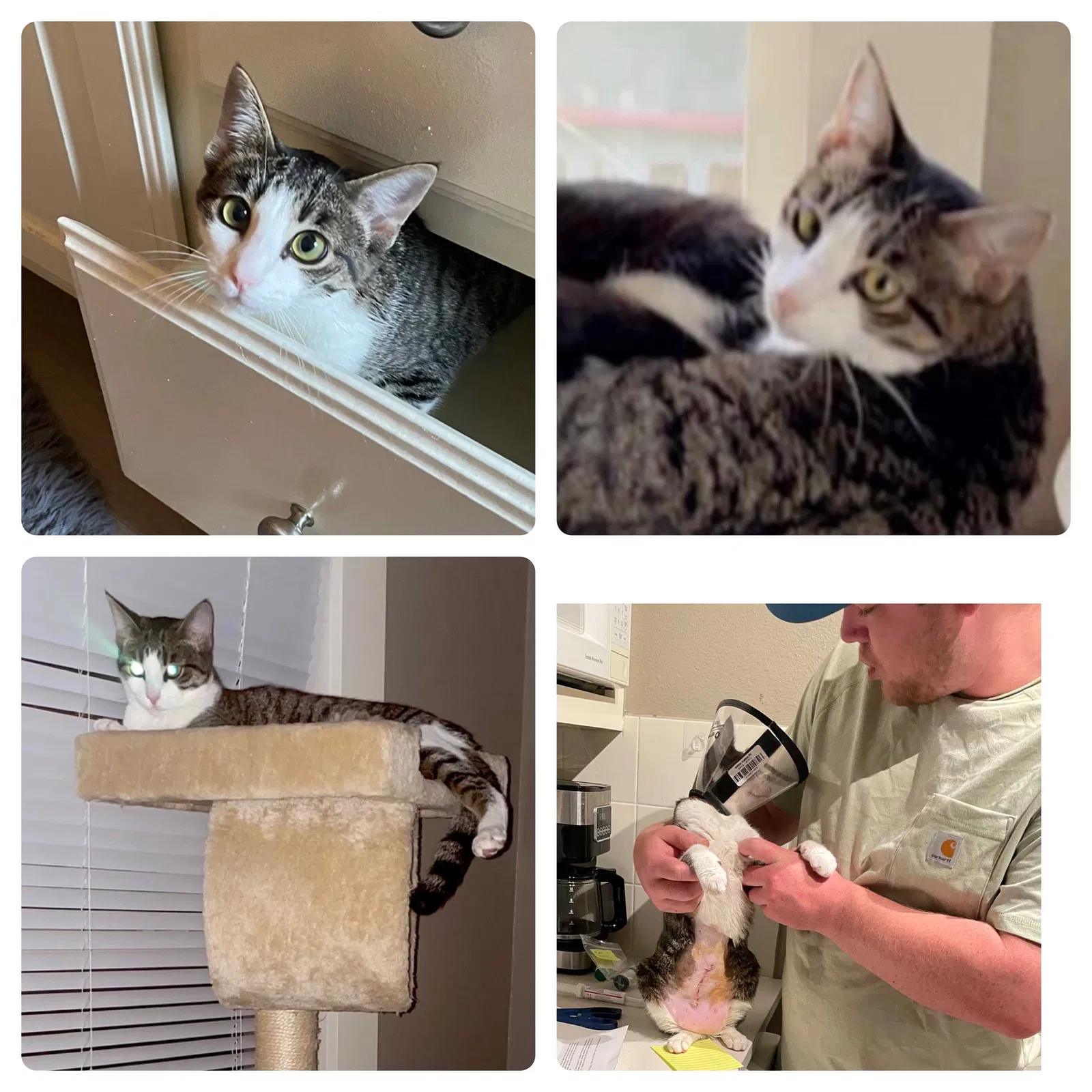 Lost cat in Dallas, TX, 75208