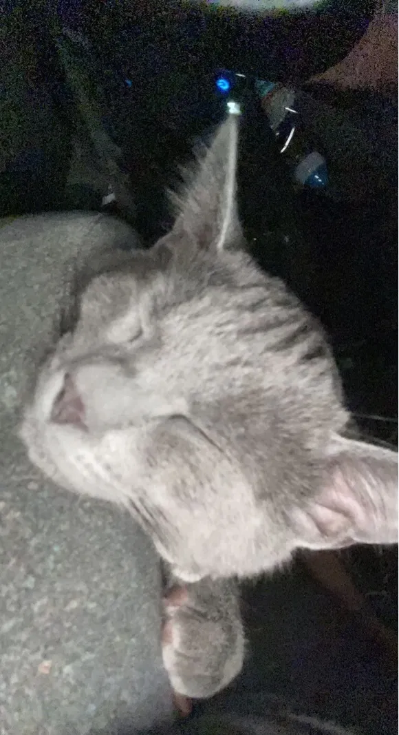 Missing Cat