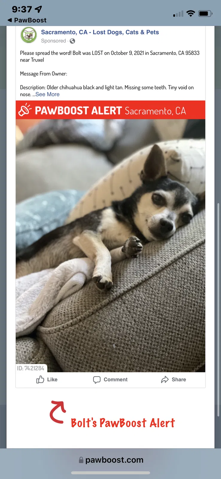 Lost dog in Sacramento, CA, 95833