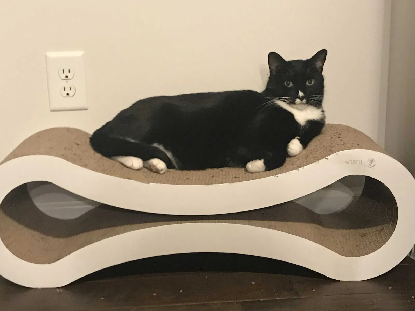 Lost cat in Knoxville, TN, 37923