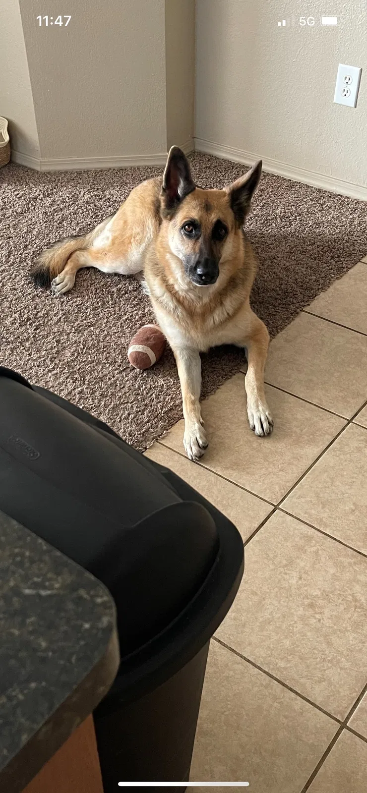 Lost dog in Yukon, OK, 73099