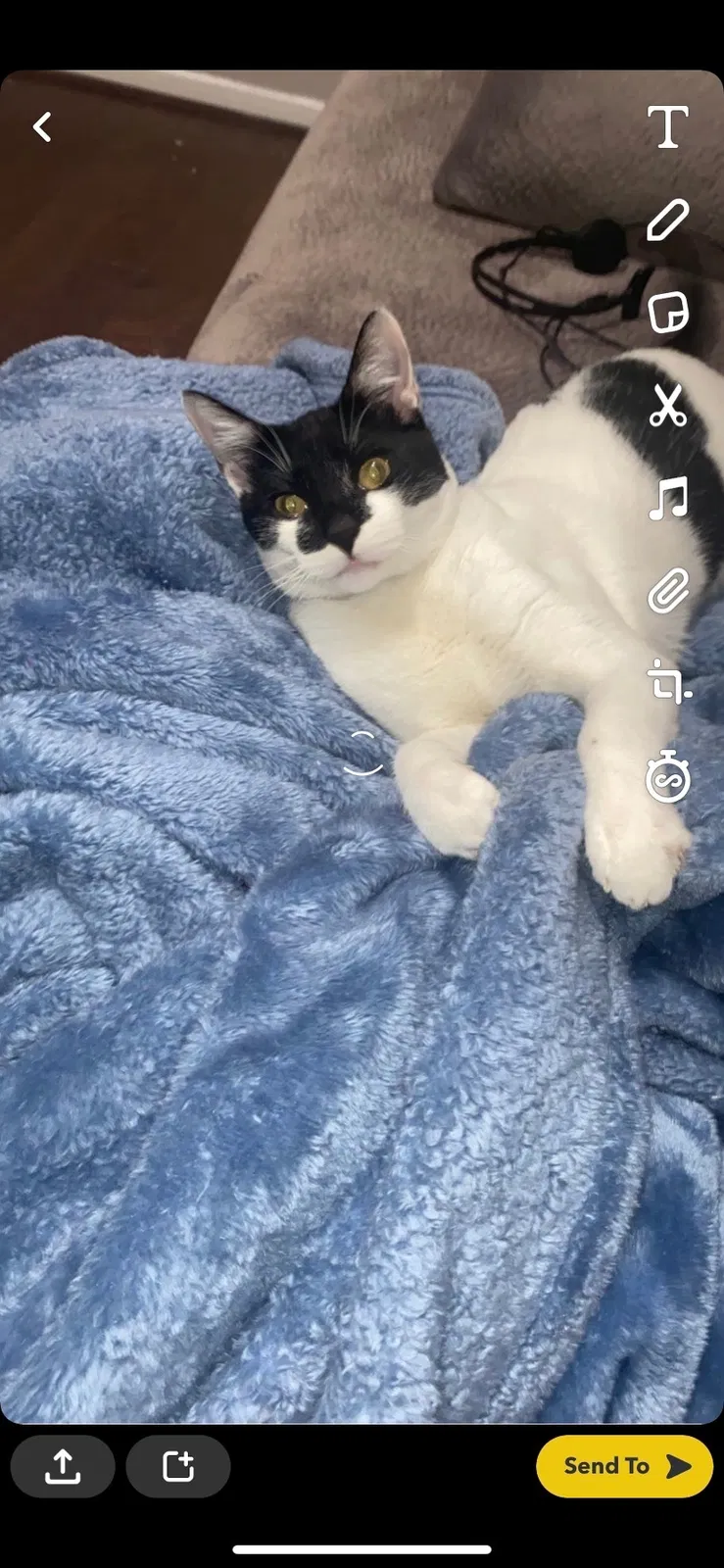 Lost cat in Richmond, TX, 77406