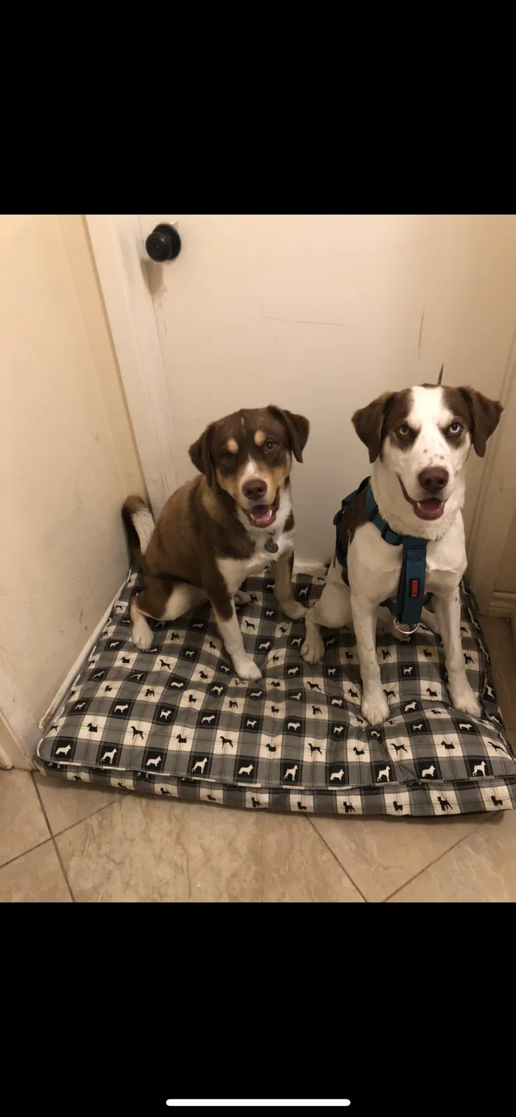 Lost dog in Houston, TX, 77015
